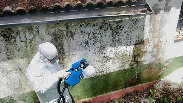 Top rated local Mold Remediation specialists in North Port, FL